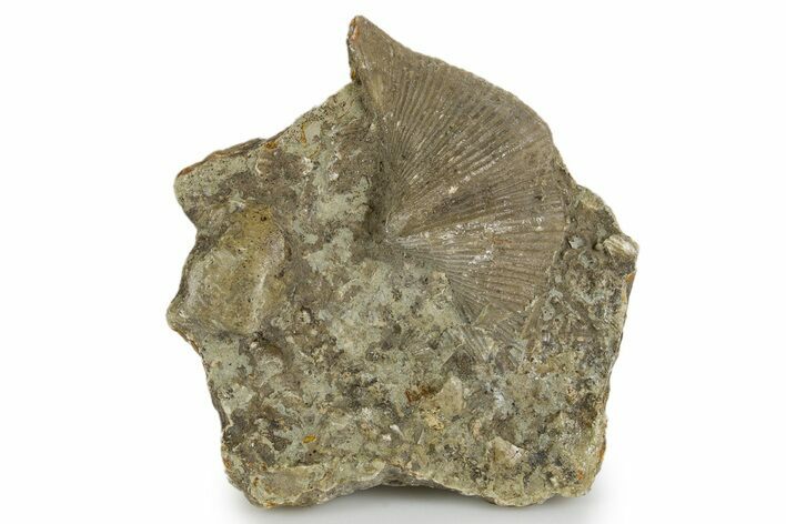 Fossil Brachiopod (Cyrtospirifer) - Russia #322158